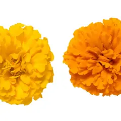 Deux œillets, un jaune vif et un orange éclatant, symbolisent la joie et la chaleur. L'œillet jaune signification est souvent liée au soleil et à l'optimisme.