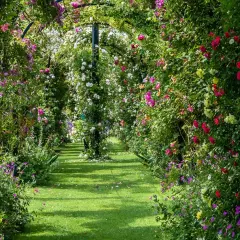Un chemin de jardin verdoyant bordé d'une luxuriante plante grimpante ombre, ornée de roses roses, rouges et blanches.