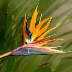 Oiseau du paradis fleur coupée, aux couleurs vives orange, bleue et violette, se détachant sur un fond de feuilles vertes.