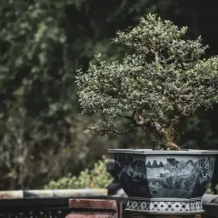 Un bonsaï aux feuilles denses dans un pot orné de paysages bleus et blancs. Quelle terre pour un olivier ? Ce petit arbre, plein de caractère, invite à la contemplation.