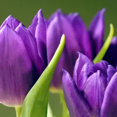 Trois tulipes violettes, symbolisant la royauté et la passion. Leurs pétales veloutés s'ouvrent doucement sur un fond vert doux.