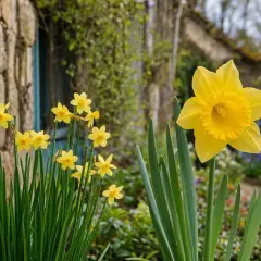 Un bouquet de jonquilles jaunes, symbole de renouveau, éclaire un jardin de pierre.