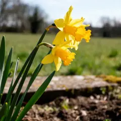 Trois jonquilles jaunes éclatantes se dressent fièrement dans un champ verdoyant, annonçant le retour du printemps.