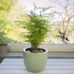 Une plante d'asparagus aux feuilles délicates et vertes, posée sur une table à côté d'un mixeur, avec une vue sur un jardin verdoyant par la fenêtre.