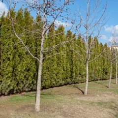 Une haie anti bruit dense et verte borde un jardin avec des arbres dénudés. Au loin, une maison avec un toit bleu.