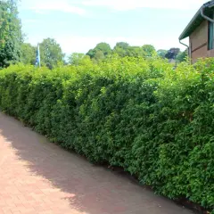 Haie dense de laurier du Portugal, témoignant d'une croissance vigoureuse, longeant un chemin pavé.