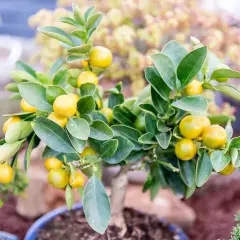 Arbuste en pot orné de petites mandarines jaunes et de feuilles vertes luxuriantes, prêt à décorer un intérieur.