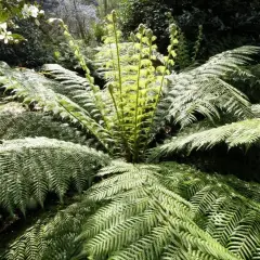 Un majestueux fougère arborescente déploie ses frondes luxuriantes dans un jardin verdoyant, baigné de lumière.