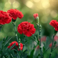 Plusieurs œillets communs rouges s'épanouissent dans un jardin, leurs pétales frangés capturant la lumière dorée du soleil.
