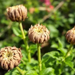 Quatre têtes de chrysanthème séchées, aux pétales brunâtres et serrés, évoquent la signification de la fin et de la transition.