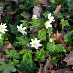 Fleurs anemone blanches éclosent parmi le lierre et les feuilles mortes, annonçant le printemps.