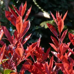 Feuilles d'une photinia en pot, d'un rouge éclatant, se détachant sur un fond sombre et verdoyant.