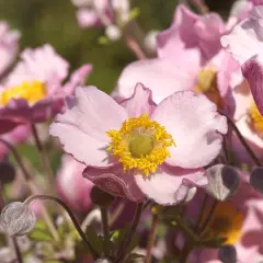 Fleur anémone, symbole de l'amour et de l'attente. Ses pétales roses délicats s'ouvrent sur un cœur jaune vif.