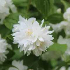 Gros plan sur une fleur de seringat double, ses pétales blancs délicats et ses étamines jaunes. Une taille de seringat bien entretenue.