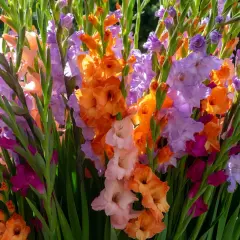 Un bouquet éclatant de fleurs glaïeuls aux couleurs vives : orange, rose, violet et pêche.