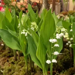 Un bouquet de muguet de mai, avec ses clochettes blanches délicates, annonce le printemps.