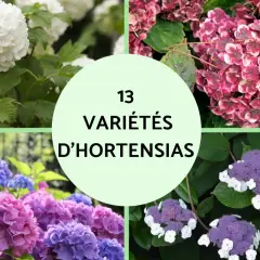 Quatre cadrans montrent des hortensias blancs, roses, violets et bleus. Le cercle central indique "13 Variétés d'Hortensias", évoquant la richesse de leur signification.