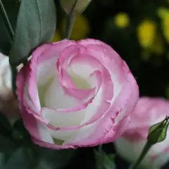 Un lisianthus vivace aux pétales blancs bordés de rose, avec un bouton floral vert à proximité.