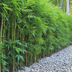 Une haie de bambou en bac, avec ses tiges vertes et ses feuilles luxuriantes, borde un chemin de galets.