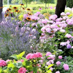 Un magnifique parterre de fleurs vivaces avec lavande, hortensias roses et jaunes, offrant une belle idée pour un jardin coloré.