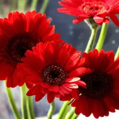 Trois gerbera daisy rouges éclatantes, leurs cœurs sombres contrastant avec leurs pétales vifs, se dressent sur des tiges vertes.