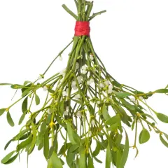 Un bouquet de gui, symbole de fertilité et d'amour, avec ses baies blanches et ses feuilles vertes, prêt pour la tradition.