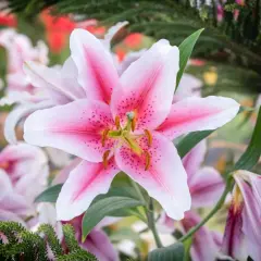 Un lys rose et blanc, symbole de pureté et de beauté. La fleur de lys, avec sa signification profonde, illumine ce jardin.