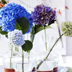 Composition florale avec hortensia bleu vif, violet et vert pâle dans des vases en verre.