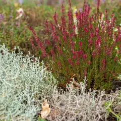 Plante pour bordure sans entretien : bruyère rose, pétunia pourpre et feuillage argenté créent un tableau naturel.