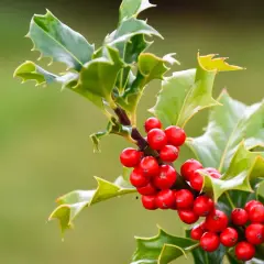 Branche de houx aux baies rouges vives, ses feuilles vertes dentelées contrastent avec le gui.