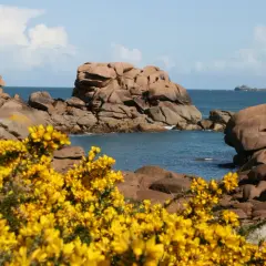 Gorse en fleur, symbole de la Bretagne, borde la côte rocheuse bretonne.