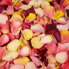 Un tapis de pétales de rose multicolores, un pétale de rose jaune pâle se mêle à des teintes roses et pourpres.