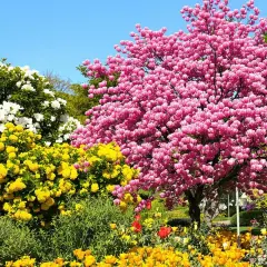 Un magnifique arbre fleuri rose éclatant domine un jardin printanier, entouré de fleurs blanches et jaunes vives sous un ciel bleu clair.