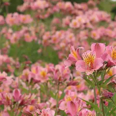 Champ de lys des Andes roses, parsemé de gouttes de rosée, évoquant une douce matinée.