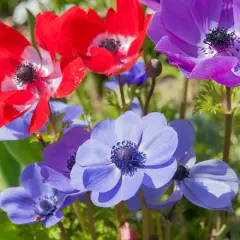 Anémones rouges, violettes et bleues en gros plan, avec des coccinelles.