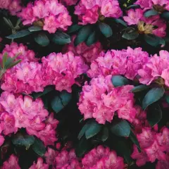 Gros plan sur des grappes de fleurs de rhododendron rose vif, leurs pétales délicats contrastant avec le feuillage vert foncé. Une belle scène printanière.