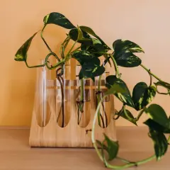 Des tiges de pothos enracinées dans des éprouvettes, une belle illustration de comment faire une bouture pour multiplier vos plantes.