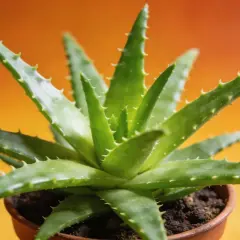 Un aloe vera vert et épineux dans un pot en terre cuite, prêt pour un rempotage.