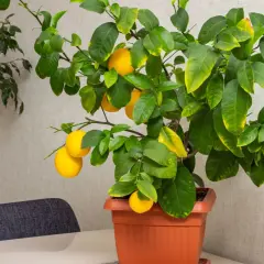 Un citronnier en pot, prêt à être rempoté, avec plusieurs citrons jaunes mûrs.