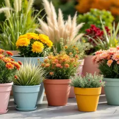 Jardinières extérieures colorées avec des chrysanthèmes orange, jaunes et roses. Une belle idée composition pour un balcon fleuri.