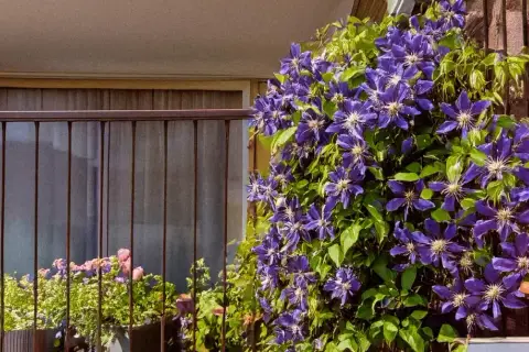 Une magnifique plante grimpante aux fleurs violettes épanouies sur un balcon, avec d'autres fleurs en arrière-plan.