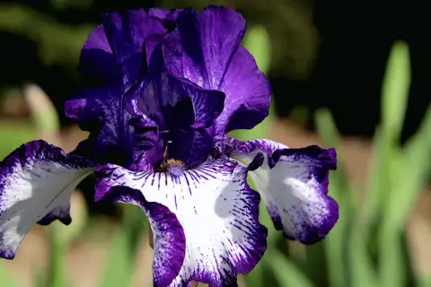 Magnifique iris fleur aux pétales violets et blancs, veinés de pourpre. Une merveille de la nature.