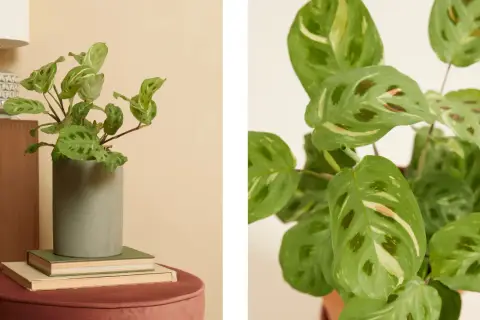 Plante chat aux feuilles vertes et crème, posée dans un pot gris sur des livres.