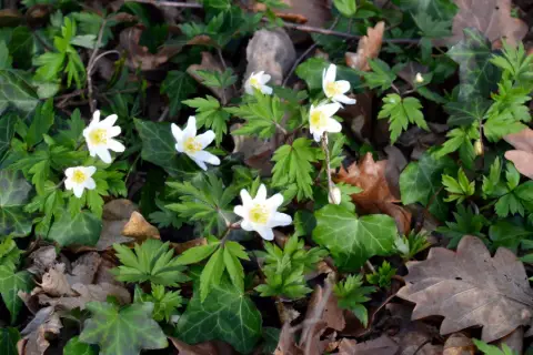 Fleurs anemone blanches éclosent parmi le lierre et les feuilles mortes, annonçant le printemps.
