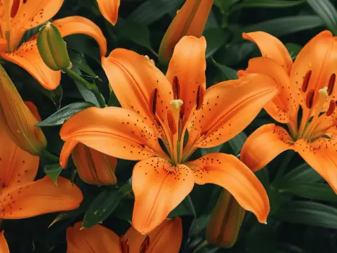 Lys orange - Sa vraie signification et comment l'offrir