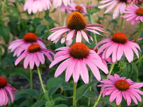 Échinacée pourpre - Le guide complet pour un jardin fleuri