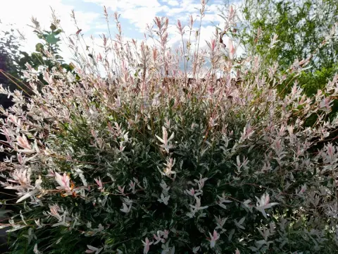 Saule crevette sur tige - Réussir sa culture en pot ou jardin