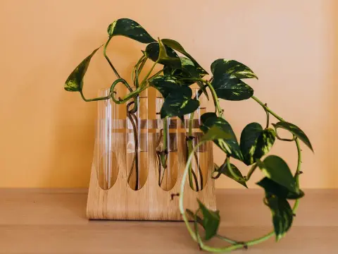 Bouturage facile - Le guide complet pour multiplier vos plantes