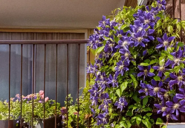 Une magnifique plante grimpante aux fleurs violettes épanouies sur un balcon, avec d'autres fleurs en arrière-plan.