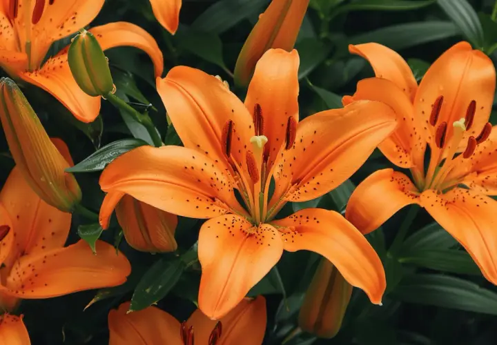 Des lys orange éclatants, symboles de passion et de confiance, s'épanouissent parmi des feuilles vertes.